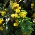 Mahonia aquifolium -- Gewöhnliche Mahonie